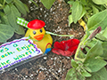  Rubber duck sits in a bed of grass with a joke on a tag attached to the duck's neck.